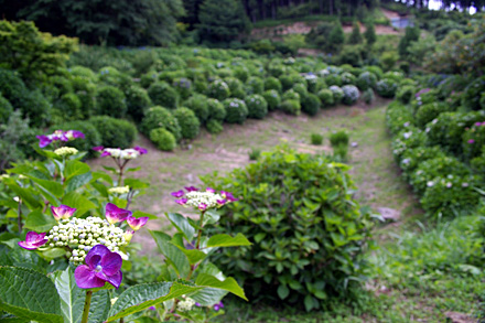 080614d.jpg