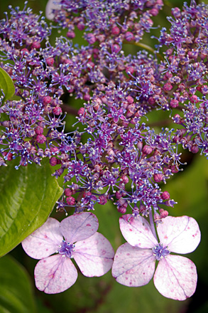 080614f.jpg