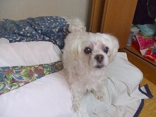 M犬.jpg