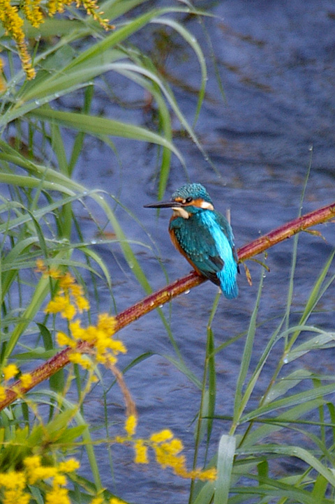 IMGP9906.jpg