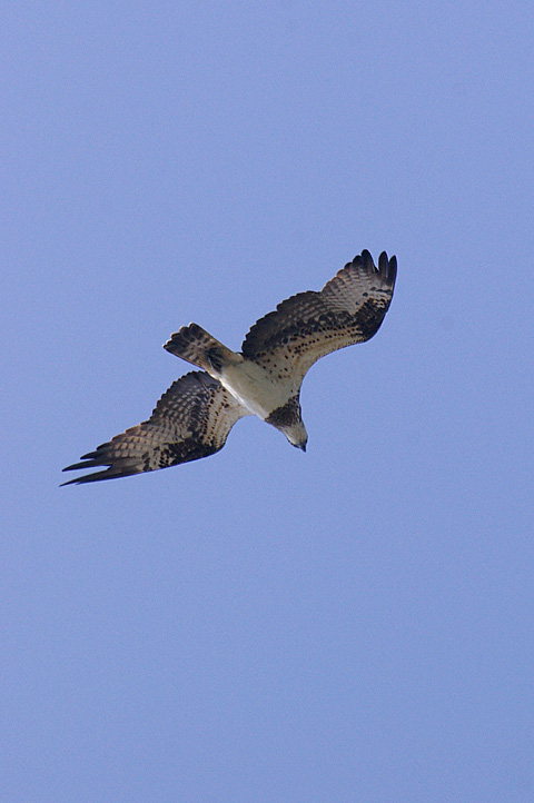 IMGP9945.jpg