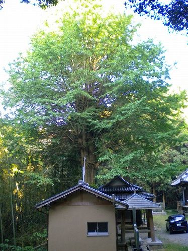 s-岩上銀杏DSCN0863.jpg