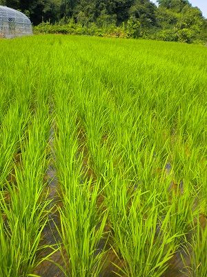 s-水田DSCN1382.jpg