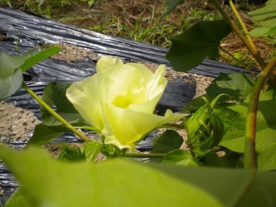 s-綿黄DSCN1391.jpg