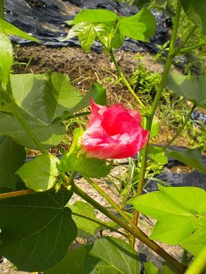 s-綿赤DSCN1392.jpg