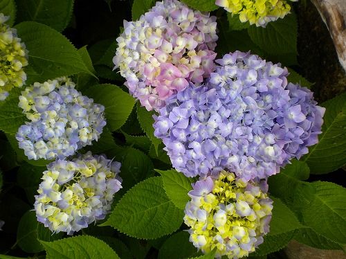 s-花山水6.jpg